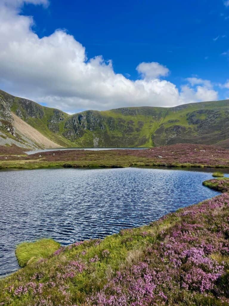 Bjergsø med lilla vilde blomster og blå himmel.